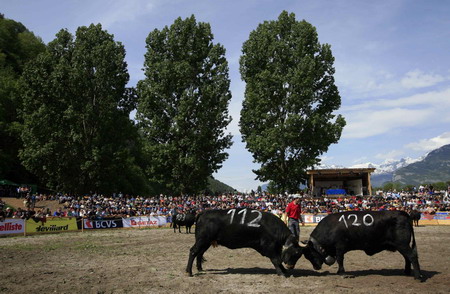 Battle of the Queens, cowfight in Switzerland