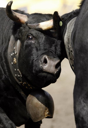 Battle of the Queens, cowfight in Switzerland