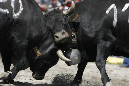 Battle of the Queens, cowfight in Switzerland