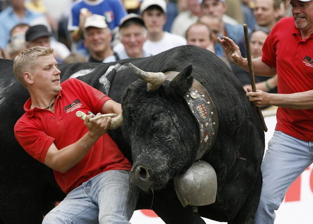 Battle of the Queens, cowfight in Switzerland