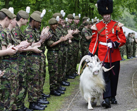 Goat William Windsor parades for his retirement