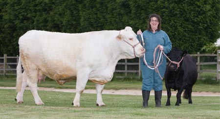 Gordon Brown the calf: UK's smallest cow