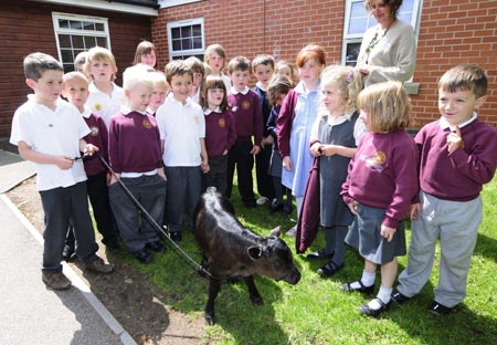 Gordon Brown the calf: UK's smallest cow