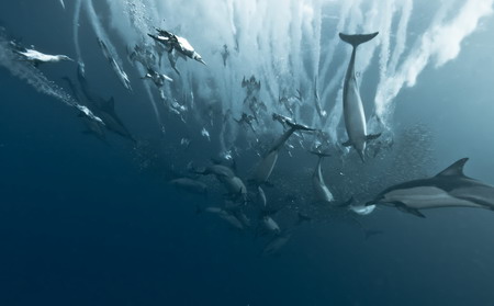 Dolphins enjoy sardine feeding frenzy