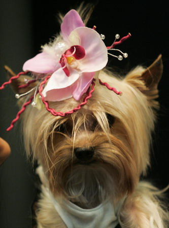 Pets Fashion Week in Moscow