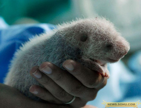 Public invited to name panda cub