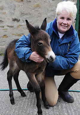 Mini-mule is just 50cm tall <BR>英迷你騾子身高50厘米