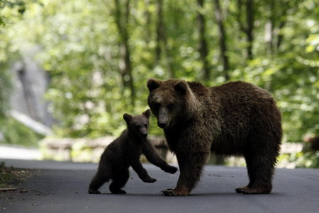 Bears roam in Romanian town