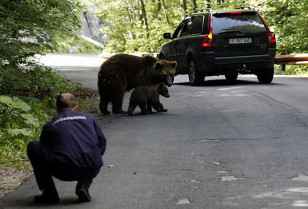 Bears roam in Romanian town