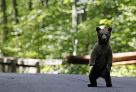 Bears roam in Romanian town