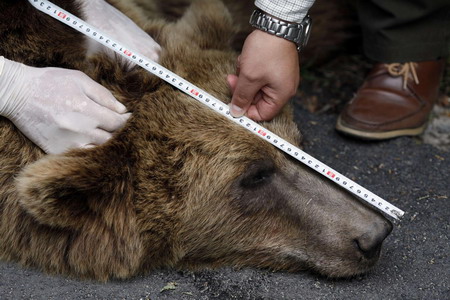 Bears roam in Romanian town