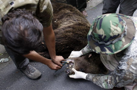 Bears roam in Romanian town