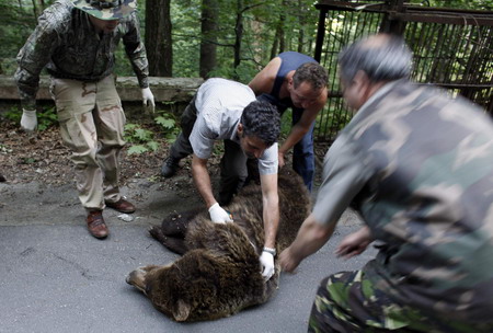 Bears roam in Romanian town