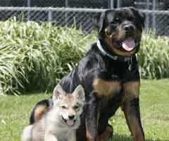 Rottweiler adopts wolf<BR> 德犬收養(yǎng)被棄小狼(圖)