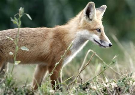 German fox steals 120 shoes <BR>德狐貍偷鞋囤積120只