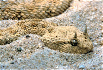 Iraq plagued by snakes <BR>伊拉克干旱引'狂蛇之災(zāi)'