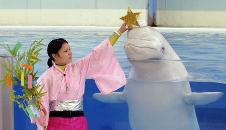 Dance with belugas