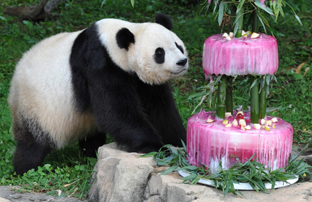 Happy Birthday, Tai Shan