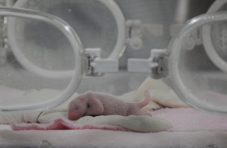 Giant panda twins born in Chengdu