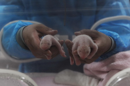 Giant panda twins born in Chengdu