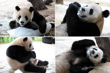 Giant pandas cool themselves with ice block