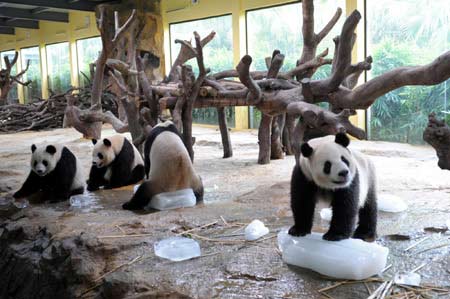 Giant pandas cool themselves with ice block