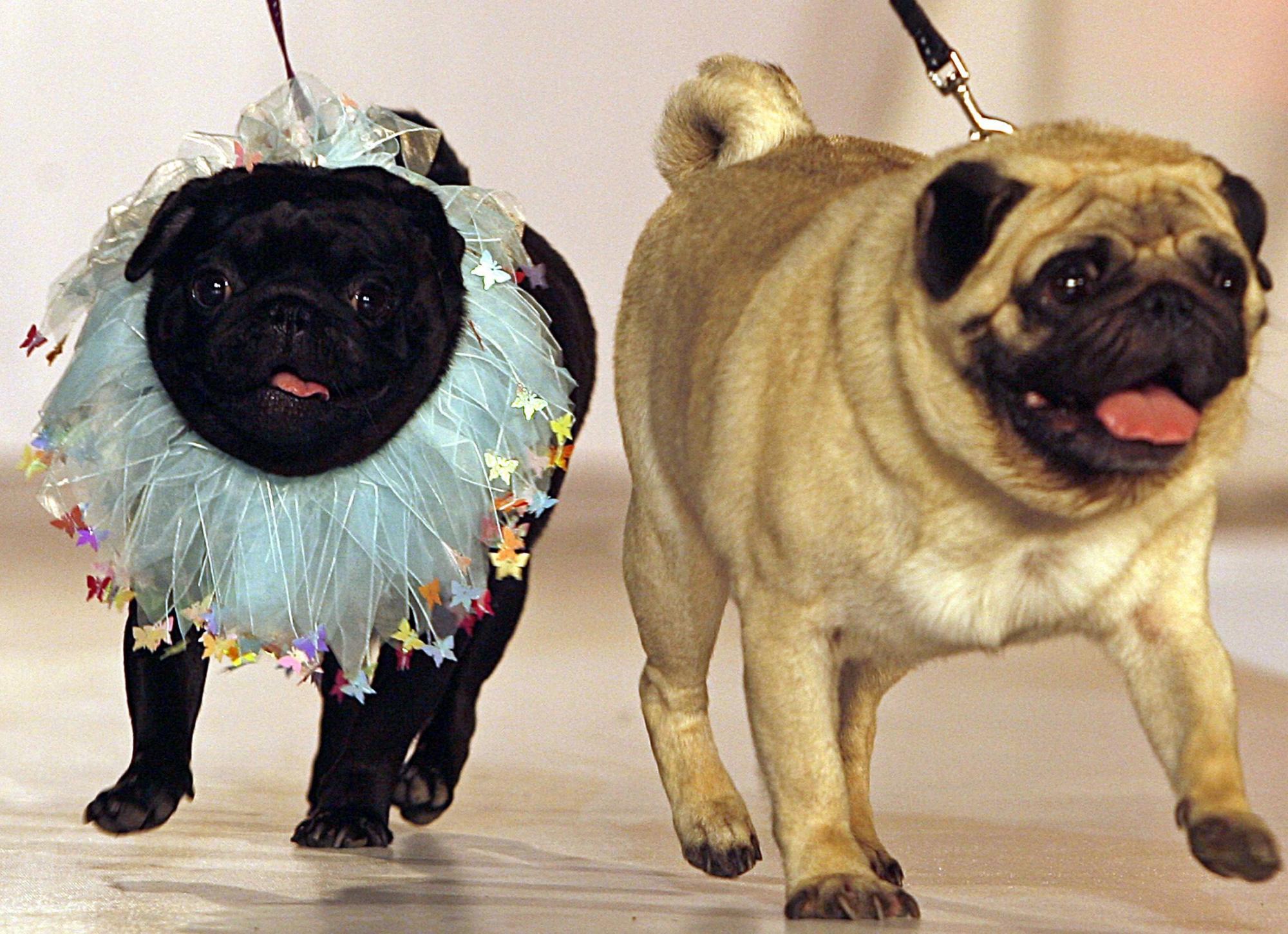 Pet fashion show in New Delhi