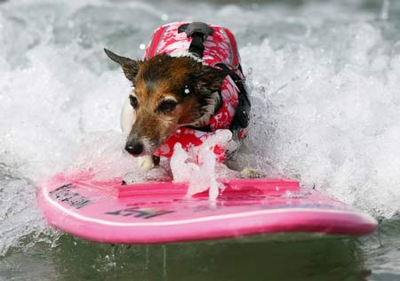 Surf Dog Surf-A-Thon