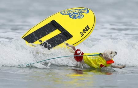 Surf Dog Surf-A-Thon