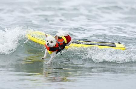 Surf Dog Surf-A-Thon