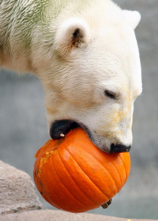 Animals get a taste of Halloween pumpkin in US zoo