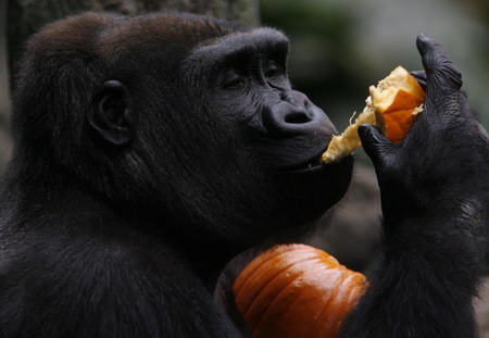 Animals get a taste of Halloween pumpkin in US zoo