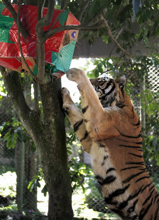 Siberian tigers get Xmas gifts in Sao Paulo