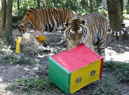 Siberian tigers get Xmas gifts in Sao Paulo