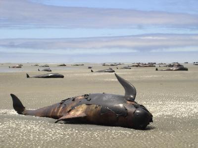 Whales stranded on New Zealand's beaches