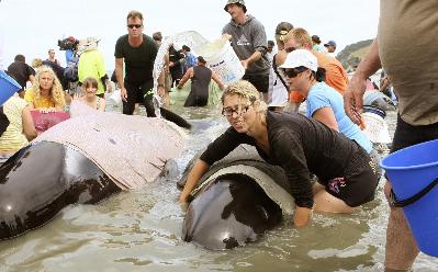 Whales stranded on New Zealand's beaches