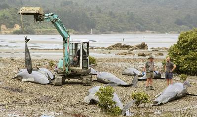 Whales stranded on New Zealand's beaches