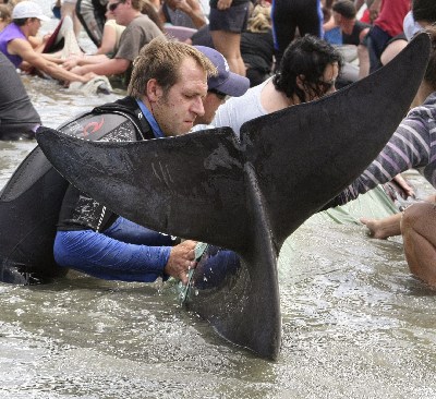 Whales stranded on New Zealand's beaches