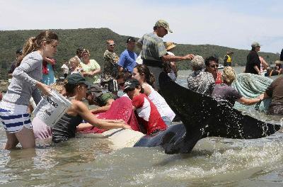 Whales stranded on New Zealand's beaches