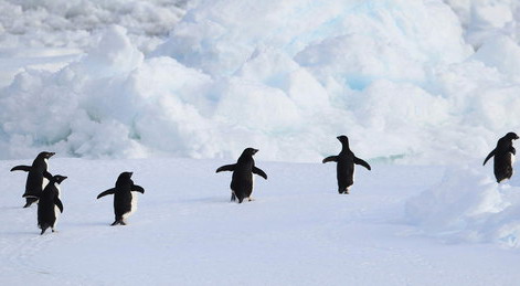 Penguins 'line up' for diving show