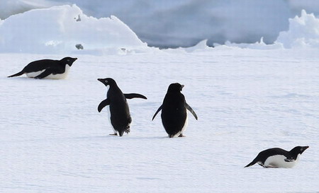 Penguins 'line up' for diving show