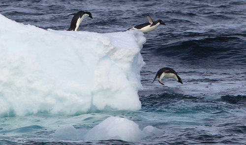 Penguins 'line up' for diving show