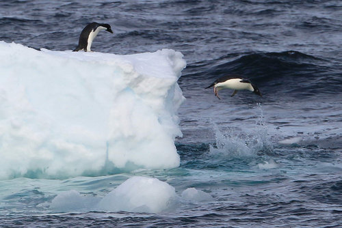 Penguins 'line up' for diving show