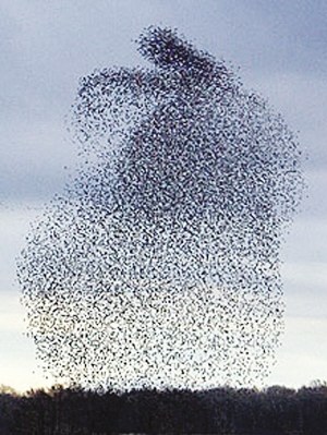 Starling flocks form rabbit <BR>群鳥舞出兔子造型(圖)