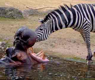 Zebra puts head in hippo mouth <BR>斑馬幫河馬清牙齒(圖)