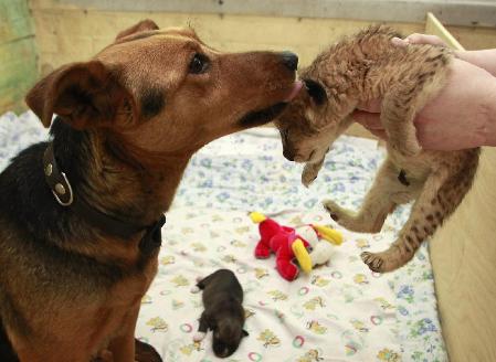 A lion cub finds a dog mother