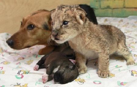 A lion cub finds a dog mother