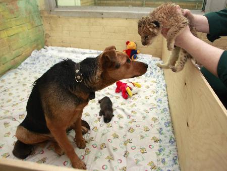 A lion cub finds a dog mother