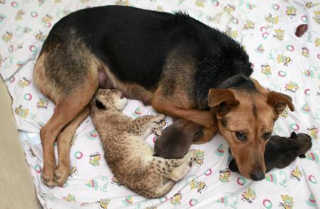 A lion cub finds a dog mother