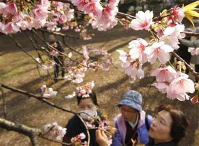 又逢“花見會” 日本迎來賞櫻熱潮